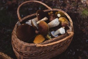 Guide de la cueillette des champignons : quel matériel utiliser et où le trouver ?