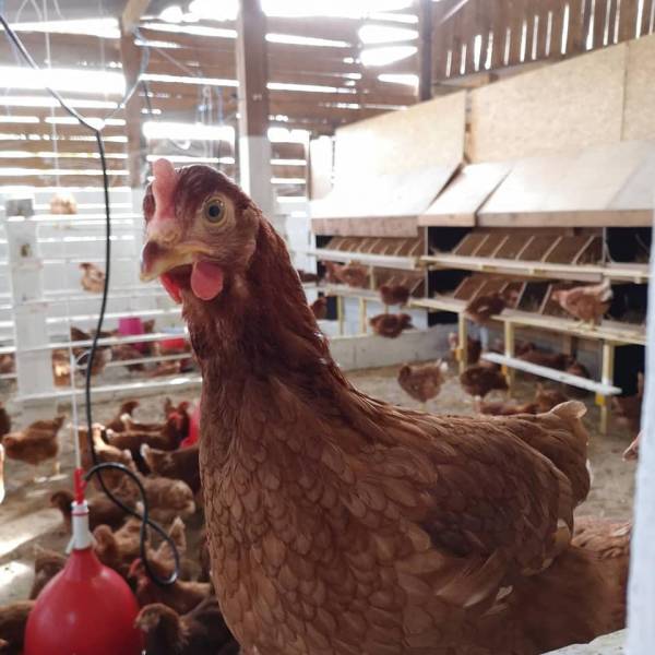 La Ferme Biologique du Grand Bois